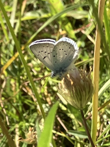 iNaturalist observation photo of Greenish Blue