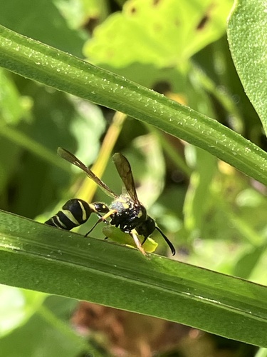 iNaturalist observation photo of Eumenes
