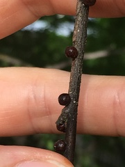 Parthenolecanium corni