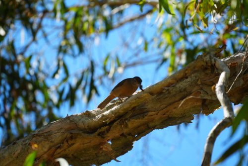 Little Shrikethrush