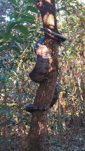 Boa Constrictor
