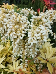 Pieris japonica