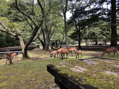 Cervus nippon