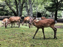 Cervus nippon