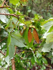 Acer binzayedii