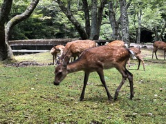 Cervus nippon