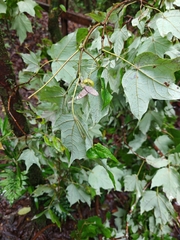 Acer binzayedii, photograph author not stated, no rights reserved