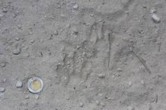 Procyon pygmaeus