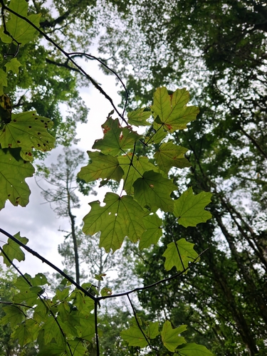 Acer binzayedii, photograph 3
