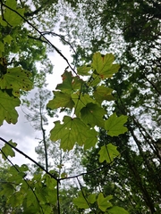 Acer binzayedii, photograph author not stated, no rights reserved