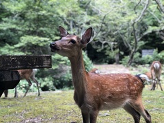 Cervus nippon