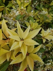Pieris japonica