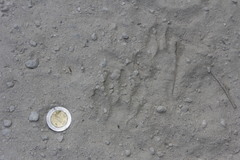 Procyon pygmaeus