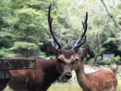Cervus nippon