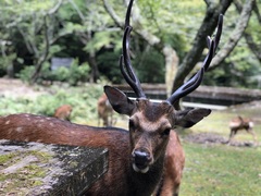Cervus nippon
