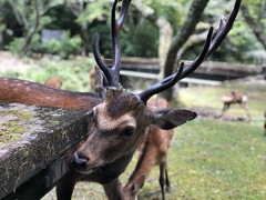 Cervus nippon