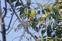 Coereba flaveola caboti