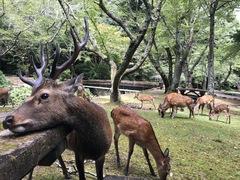 Cervus nippon