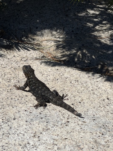 iNaturalist observation photo of Western Fence Lizard