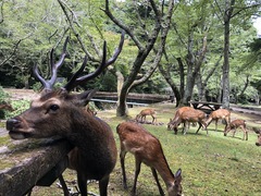 Cervus nippon