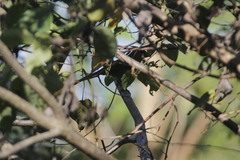 Cardinalis cardinalis saturatus