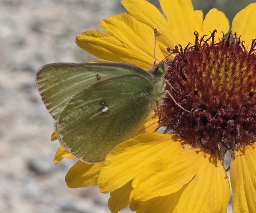 Scudder's Sulphur photo 3
