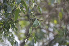 Vireo olivaceus