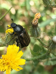 Blitopertha nigripennis