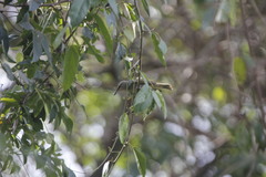 Vireo olivaceus