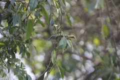 Vireo olivaceus