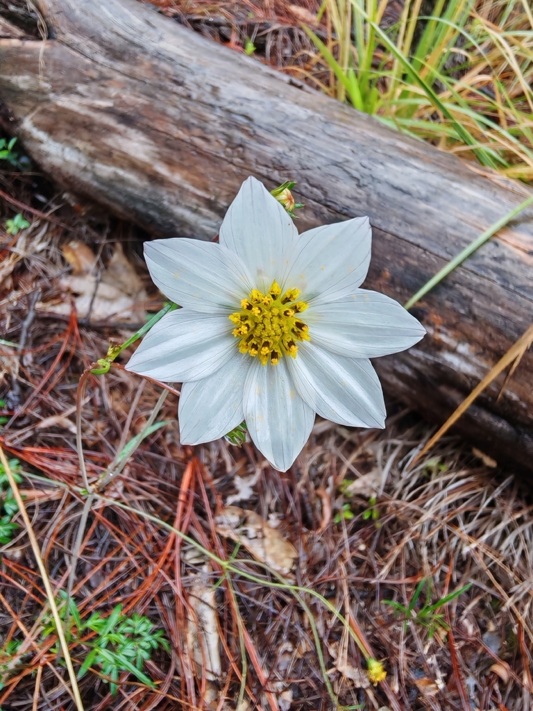 Cosmos deficiens (Cosmos deficiens)