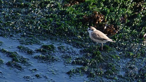 iNaturalist image