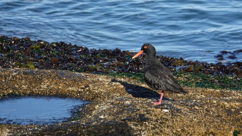 iNaturalist image