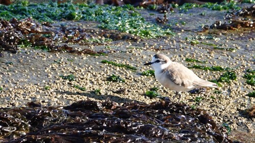 iNaturalist image
