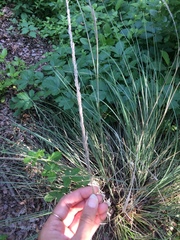 Muhlenbergia lindheimeri