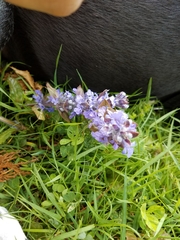 Ajuga reptans