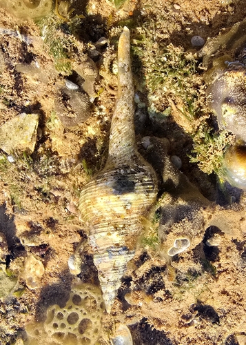 Fusinus colus observed 2026-07-19