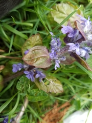 Ajuga reptans