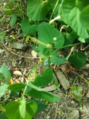 Aristolochia lutea