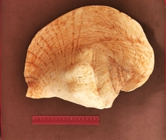 Titanostrombus goliath