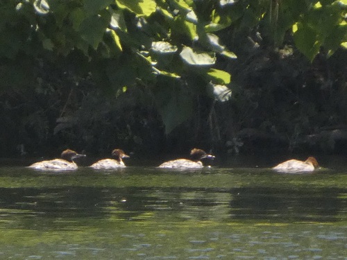 Common Merganser observed by quailms
