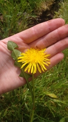 Taraxacum officinale