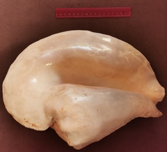 Titanostrombus goliath