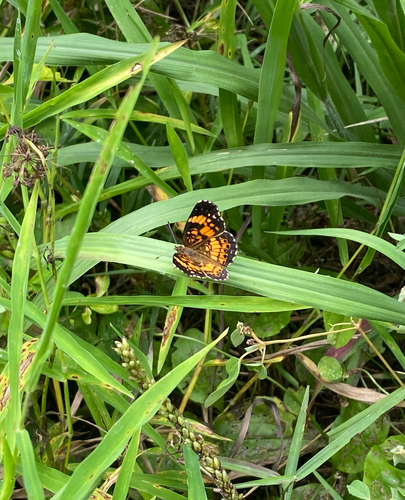 Silvery Checkerspot