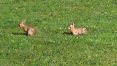 Eastern Cottontail observed by m_polyglottos