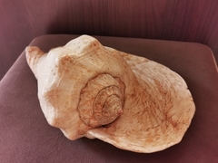 Titanostrombus goliath