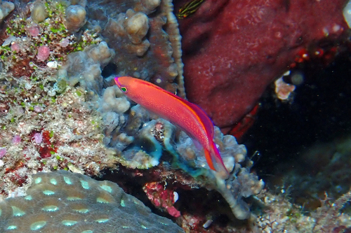 Pseudanthias smithvanizi observed 2026-07-02