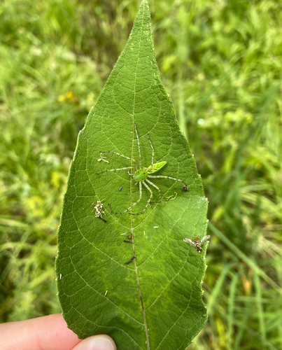 Green Lynx Spider