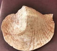 Titanostrombus goliath