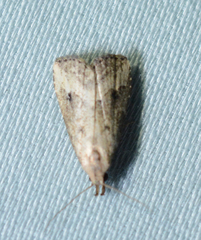 Schrankia macula